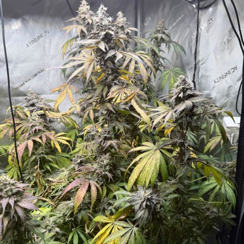 Louise growlog timeline photo