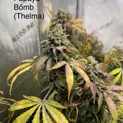 Thelma growlog timeline photo