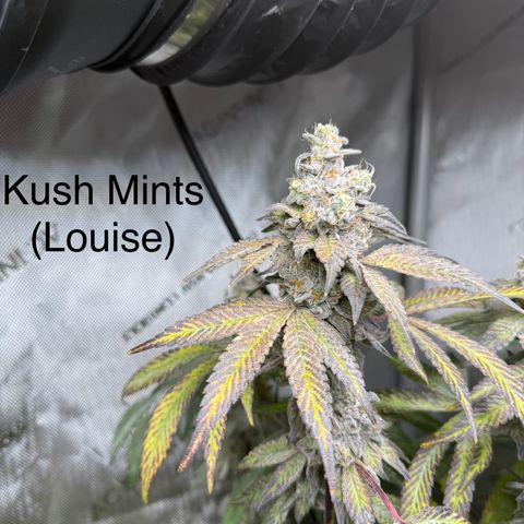 Louise growlog timeline photo