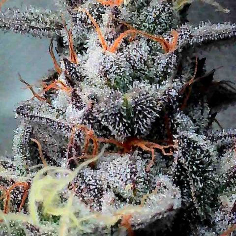 Louise growlog timeline photo
