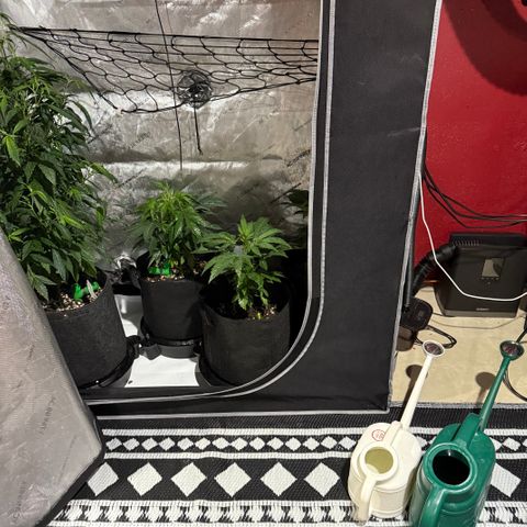 Dunky Cold Medina growlog timeline photo