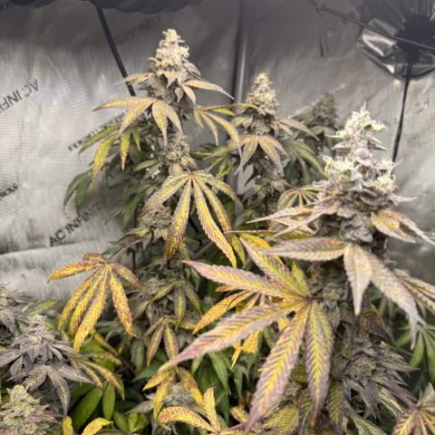 Louise growlog timeline photo