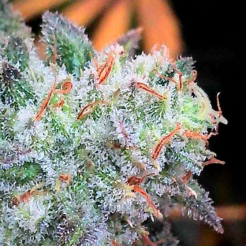 Thelma growlog timeline photo