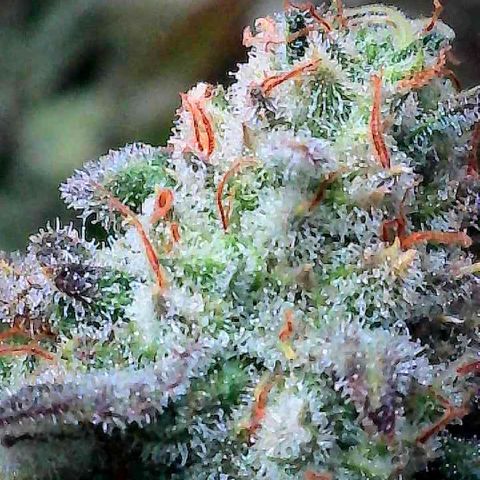 Thelma growlog timeline photo