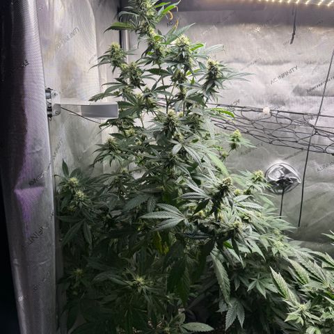 Dunky Cold Medina growlog timeline photo