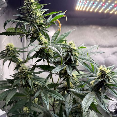 Dunky Cold Medina growlog timeline photo