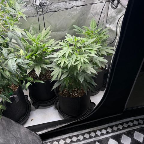 Dunky Cold Medina growlog timeline photo