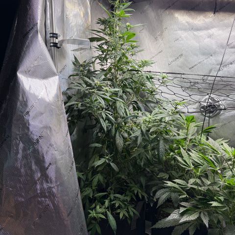 Dunky Cold Medina growlog timeline photo