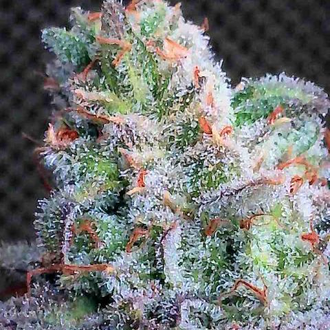Thelma growlog timeline photo