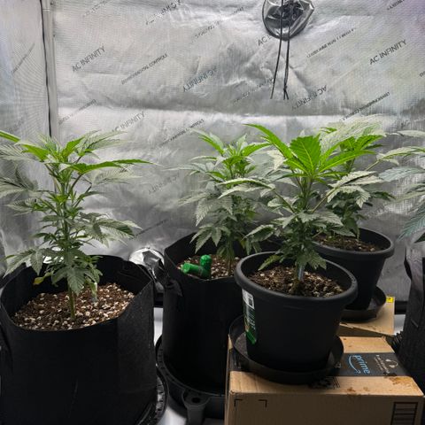 Dunky Cold Medina growlog timeline photo