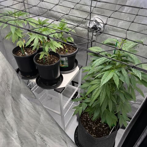 Dunky Cold Medina growlog timeline photo