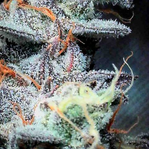 Louise growlog timeline photo