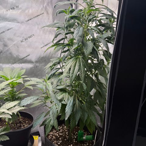 Dunky Cold Medina growlog timeline photo