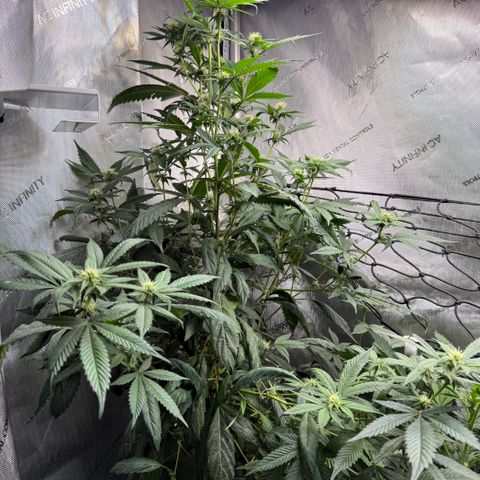 Dunky Cold Medina growlog timeline photo
