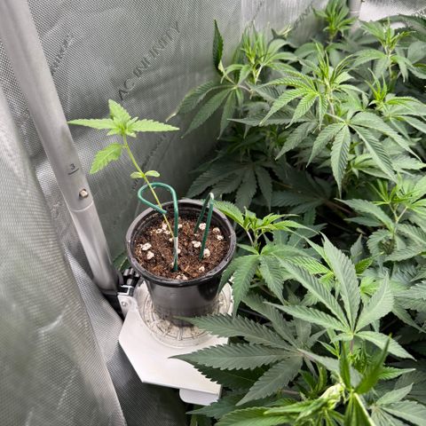 Dunky Cold Medina growlog timeline photo