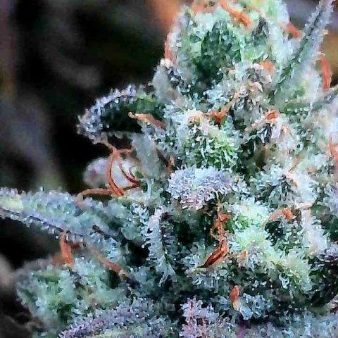 Thelma growlog timeline photo