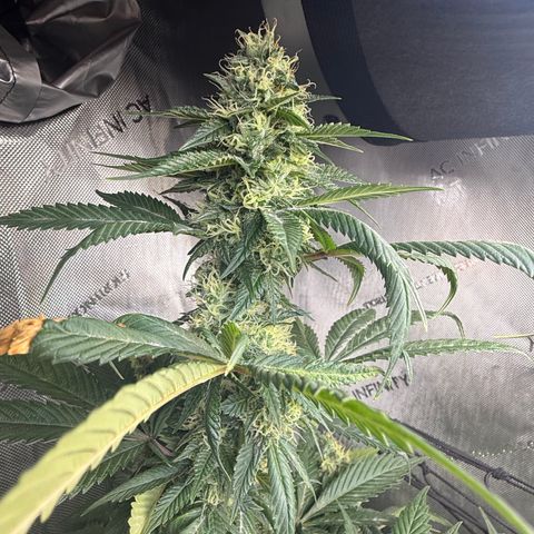 Dunky Cold Medina growlog timeline photo