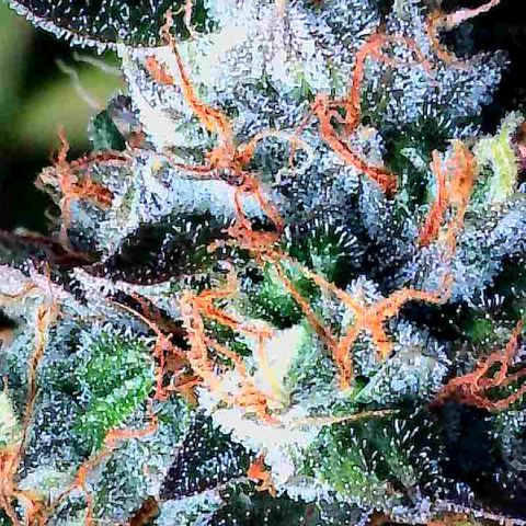 Dunky Cold Medina growlog timeline photo