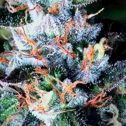 Dunky Cold Medina growlog timeline photo