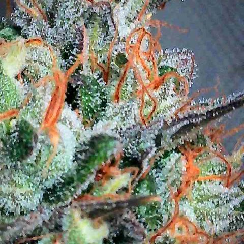 Dunky Cold Medina growlog timeline photo