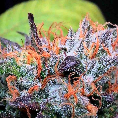 Dunky Cold Medina growlog timeline photo