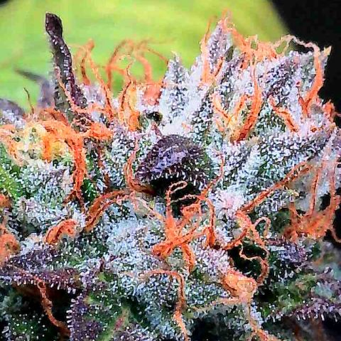 Dunky Cold Medina growlog timeline photo