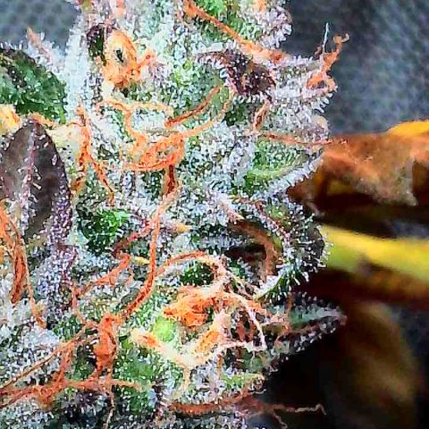 Dunky Cold Medina growlog timeline photo