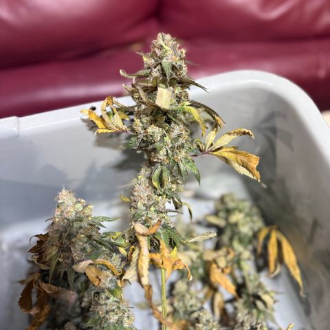 Dunky Cold Medina growlog timeline photo