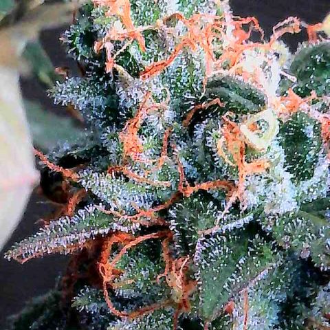 Dunky Cold Medina growlog timeline photo