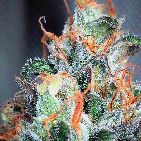 Dunky Cold Medina growlog timeline photo