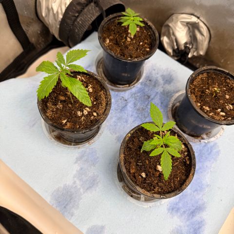 White Widow Auto growlog photo: Moved them from rapid rooter plugs to seedling cups.