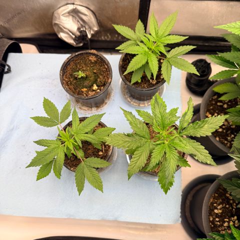 White Widow Auto growlog timeline photo