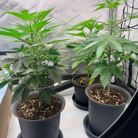 Catalina Wine Mixer growlog timeline photo