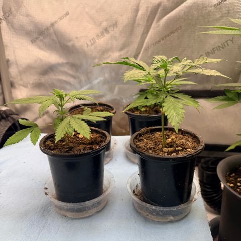 White Widow Auto growlog timeline photo