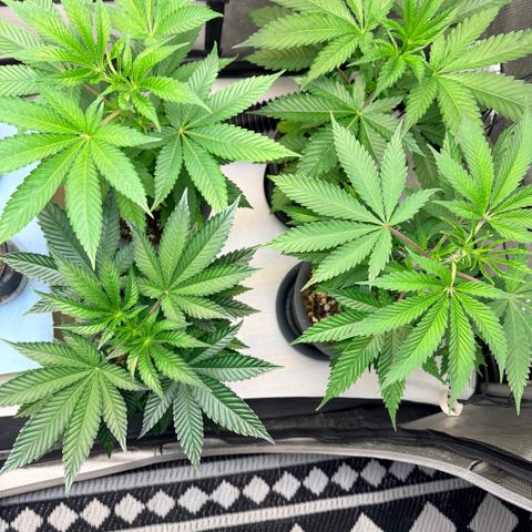 Catalina Wine Mixer growlog timeline photo
