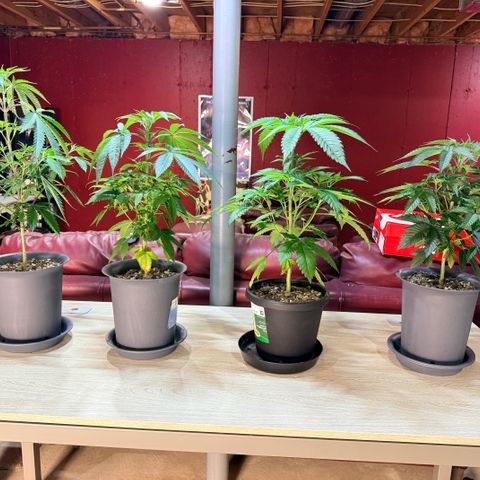 Catalina Wine Mixer growlog timeline photo