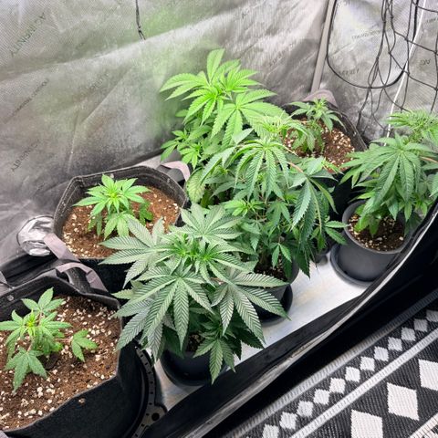 Catalina Wine Mixer growlog timeline photo