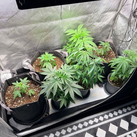 White Widow Auto growlog timeline photo
