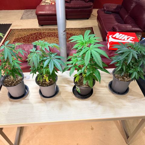 Catalina Wine Mixer growlog timeline photo