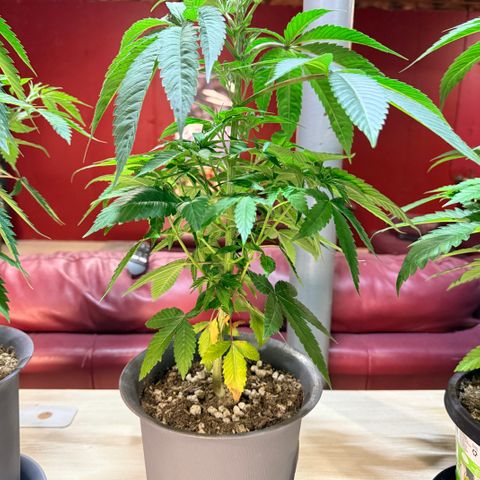 Catalina Wine Mixer growlog timeline photo
