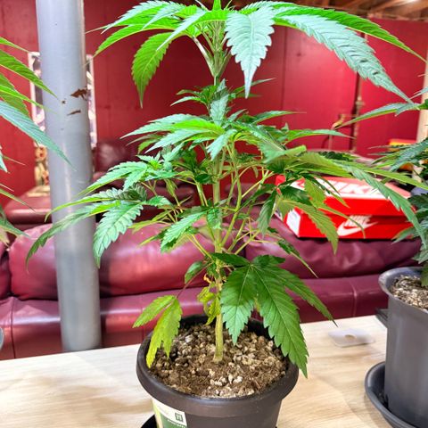 Catalina Wine Mixer growlog timeline photo