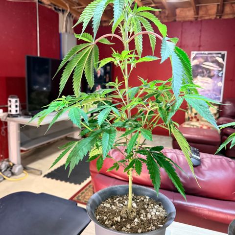Catalina Wine Mixer growlog timeline photo
