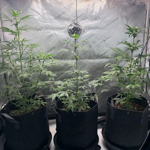 White Widow Auto growlog timeline photo