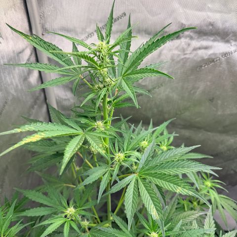 White Widow Auto growlog timeline photo