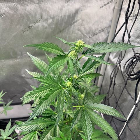 White Widow Auto growlog timeline photo