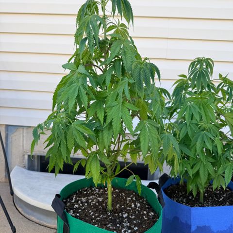 Catalina Wine Mixer growlog photo: Temps gotten down into low 40s past 2-3 night. They needed some water but doing okay outside.