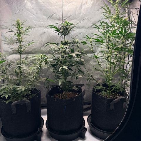 White Widow Auto growlog photo: They’re coming along. Been gone a whole week for work.