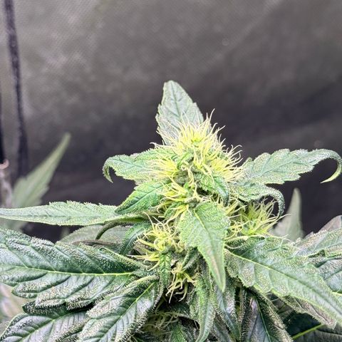 White Widow Auto growlog photo: They’re coming along. Been gone a whole week for work.
