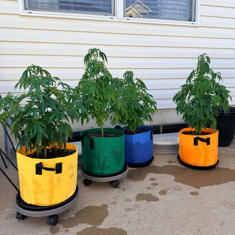 Catalina Wine Mixer growlog photo: Temps gotten down into low 40s past 2-3 night. They needed some water but doing okay outside.