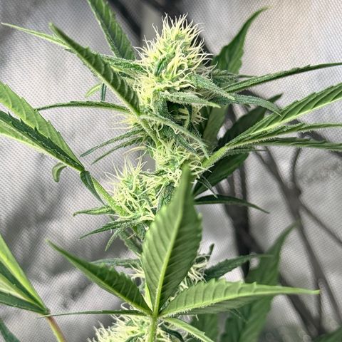 White Widow Auto growlog photo: They’re coming along. Been gone a whole week for work.